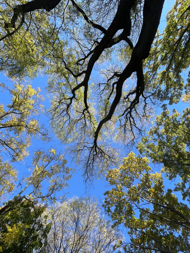 Canopy